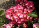 Hana rose photo