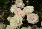 Haru no Yuki rose photo