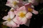 Fukumusume rose photo