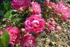 Fujinami rose photo