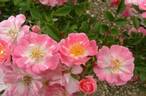 Hikomachi rose photo