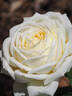 MEIdiaphaz rose photo