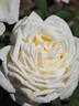 MEIdiaphaz rose photo