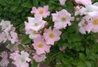 Harunoumi rose photo