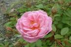 Shiyou rose photo