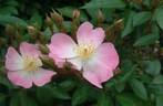 Shinagawa rose photo