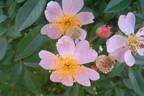 Iriarai rose photo