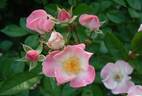 Karez rose photo