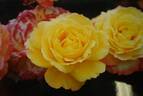 Tropical Sherbet rose photo