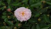 Oasis rose photo