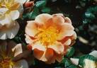 Charlie Brown rose photo