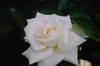 White Cat rose photo