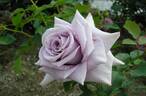 Sweet Moon rose photo