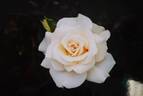 Thumbelina rose photo