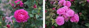 Finesse rose photo