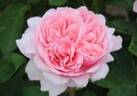 Joleen ™ rose photo