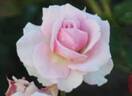 SAYP2015 rose photo