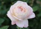 Teliot rose photo