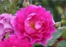 LRW-305 rose photo