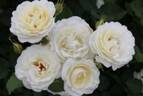 GTNE2015 rose photo
