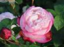 Rikopuritti rose photo