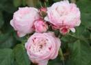 Tumorabu rose photo