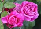 GHCG2015 rose photo