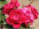 BEAmelon rose photo