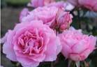 Healing rose photo