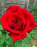 Kentucky Derby rose photo