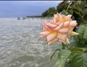 Centennial Star rose photo