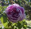 The Ingenious Mr. Fairchild rose photo