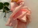 Double Durston rose photo