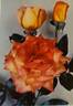 Fascinating rose photo