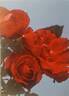 Prestige rose photo