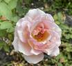 Pearlie Mae rose photo