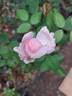 Kathryn Morley rose photo