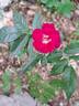 Merveille des Rouges rose photo
