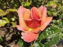Troika ® rose photo