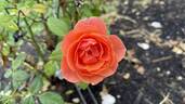 Matchless Mother rose photo