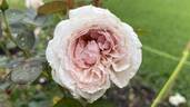 Fragrant Blush ™ rose photo