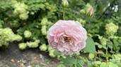 Radio Times ® rose photo