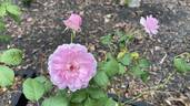 Maid Marion rose photo