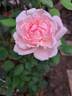 Kathryn Morley rose photo