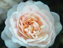 EVEvilady rose photo