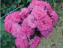 Bouquet Pompon rose photo