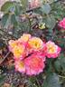 Franziska rose photo