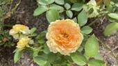 Antique Caramel ® rose photo