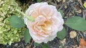 Roberto Capucci ® rose photo