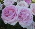 ORA 150-700 rose photo
